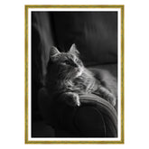 Il Gatto e la Contemplazione
